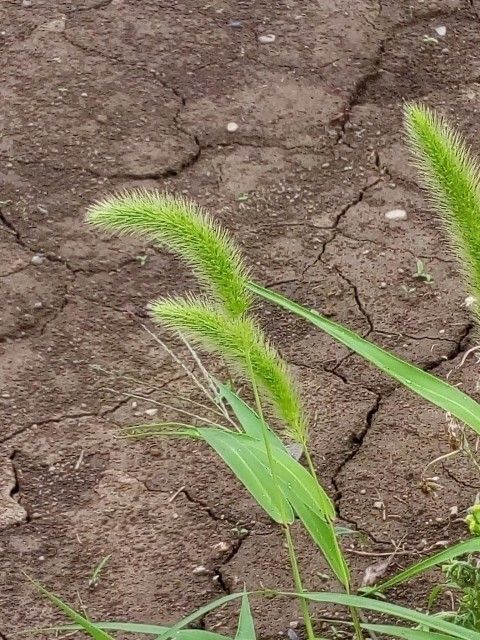 体験談 リアル ねこじゃらし をあげたら大変なことに 猫に草 あげていいの ねこのきもちweb Magazine